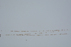 Emberizidae