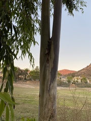 Corymbia citriodora