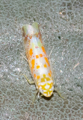 Dikrella maculata