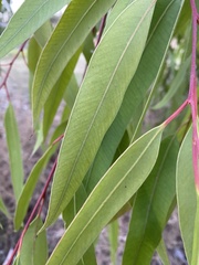 Corymbia citriodora