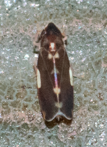 Erythroneura infuscata photo 2