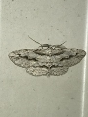 Iridopsis pergracilis