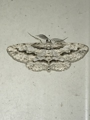 Iridopsis pergracilis
