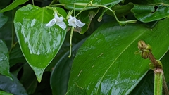 Maranta arundinacea