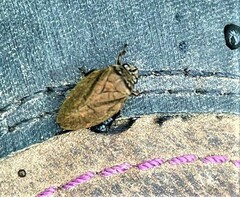 Zulia pubescens