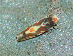 Erythroneura ziczac