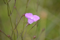 Agalinis peduncularis
