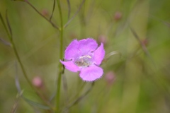 Agalinis peduncularis