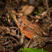 Northern Red-legged Frog - Photo (c) chrihag, some rights reserved (CC BY-NC), uploaded by chrihag