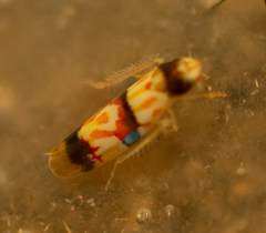 Erythroneura integra
