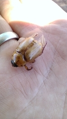 Cyclocephala signaticollis