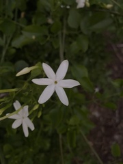 Jasminum elongatum