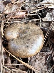 Suillus cothurnatus