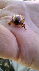 Cyclocephala signaticollis