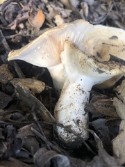 Lactarius alnicola