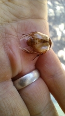 Cyclocephala signaticollis