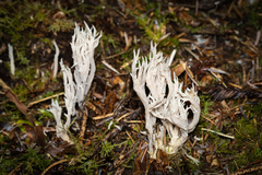 Clavulina cinerea