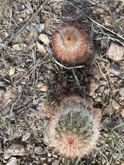 Echinocereus