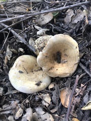 Lactarius alnicola