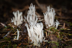 Clavulina cinerea