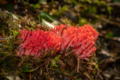 Ramaria araiospora