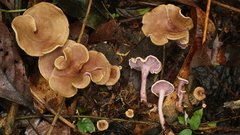 Trogia cantharelloides