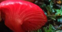 Pseudohygrocybe