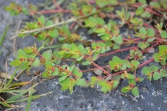 Euphorbia vermiculata