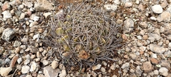 Lobivia cinnabarina