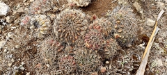 Lobivia cinnabarina