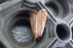 Ichneutica steropastis