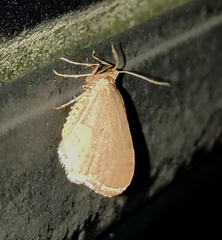 Operophtera