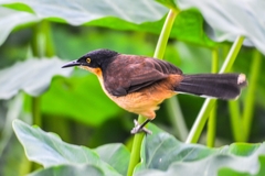 Donacobius atricapilla