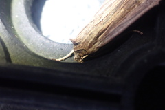Ichneutica steropastis
