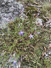 Lithotoma axillaris