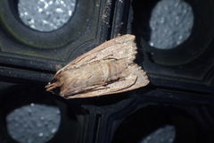Ichneutica steropastis