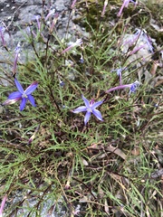 Lithotoma axillaris