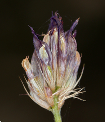 Trifolium longipes