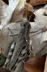 Melanoplus ponderosus