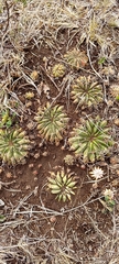 Lobivia cinnabarina