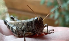 Melanoplus ponderosus