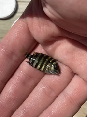 Archosargus probatocephalus