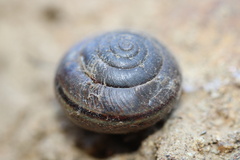 Helminthoglypta