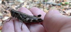 Melanoplus ponderosus