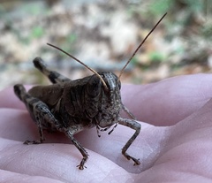 Melanoplus ponderosus