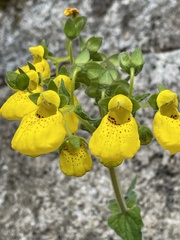 Calceolaria crenatiflora