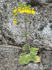Calceolaria crenatiflora
