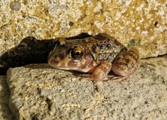 Leptodactylus troglodytes