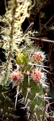 Austrocylindropuntia shaferi