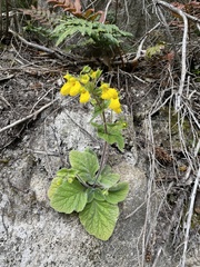 Calceolaria crenatiflora